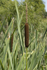 Typha latifolia	