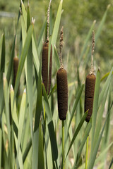 Typha latifolia	