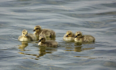 A brood of cute young goslings floating on the surface of a lake. 