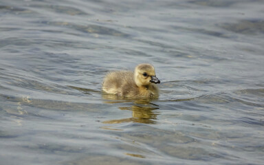 An adorable young gosling swimming on a lake. 