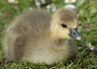 A closeup of an adorable fluffy gosling resting on the grass. 