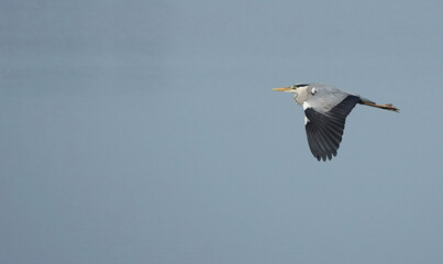 A majestic grey heron fling across a blue sky. 