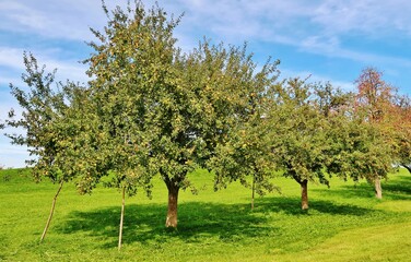 Fototapeta na wymiar Apfelbäume vor der Ernte