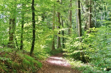 Waldspaziergang