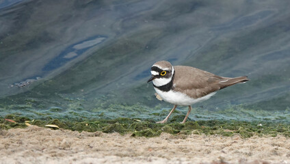 A little ringed plover standing at the edge of a reservoir. 
