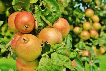 Reife Äpfel am Baum