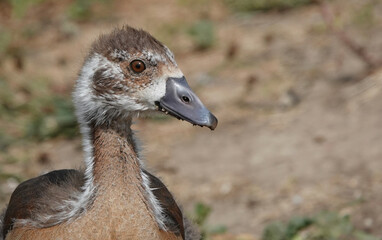 A closeup of a young Egyptian goose. 