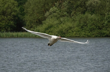 A mute swan flying low over a lake. 