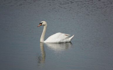 A beautiful reflection shot of a mute swan on a lake.