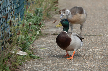 A drake mallard walking on a path in front of a blurry young Egyptian goose. 