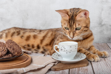 Beautiful bengal cat next to a cup of milk on the table.