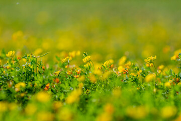field of dandelions