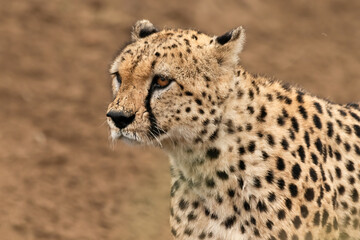 Acinonyx jubatus (Schreber, 1775) - Gepard - Cheetah