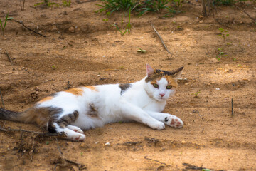 Cat in the sand