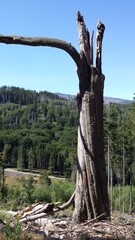 Abgestorbener Baum, hinten der Harzer Brocken