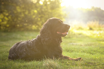magnifique cocker spaniel noir avec son regard de cocker