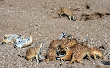 Obraz premium family of meerkats