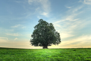 Obraz premium un arbre seul dans un champ au coucher de soleil