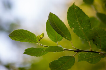 eaten leaves of a tree, blurred background