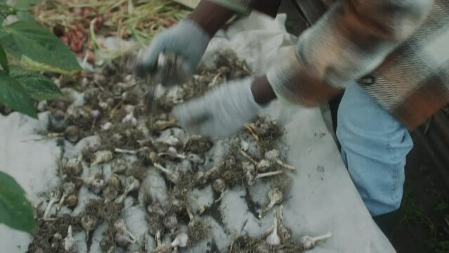 High angle shot of African American man in gloves putting freshly harvested garlic in box in greenhouse