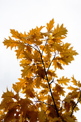 Red oak leaves against the sky in September. Autumn outfit of plants