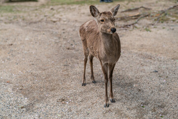 closeup portrait of a wild cute deer standing in the park at todaiji Buddhist temple in nara japan on a sunny day