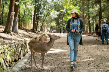 full length of Asian Japanese girl tourist looking and smiling at a young sika deer while walking in the woods near kasuga Taisha in nara japan - obrazy, fototapety, plakaty