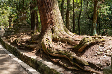 cropped view of the thick stalk and root of a giant tree in the sun along the pathway leading to kasuga Taisha Shinto shrine in nara japan