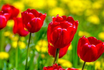red tulips bloom on a green natural background