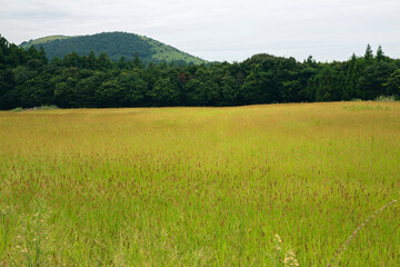 Obraz premium a field of green barley swaying in the wind