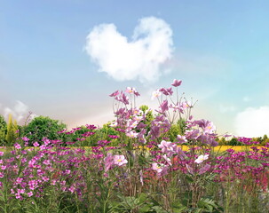 Obraz na płótnie Canvas blue sky white clouds in heart shape wild field with colorful flowers nature landscape 