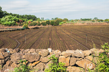 stone walls and well-organized fields
