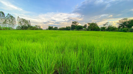 evening green evening green rice paddy