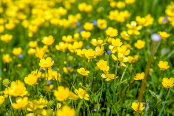 Meadow Buttercups grow on a green natural background
