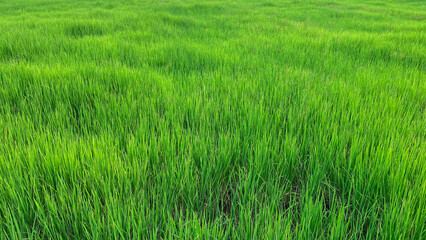 Green rice fields in Thailand in the evening