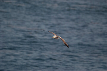 Fototapeta na wymiar Black backed gull in flight