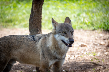 Fototapeta premium loup d'europe ou loup gris dans une forêt