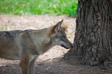 loup d'europe ou loup gris dans une forêt
