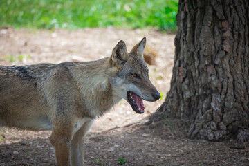 loup d'europe ou loup gris dans une forêt
