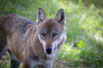 Fototapeta premium loup d'europe ou loup gris dans une forêt