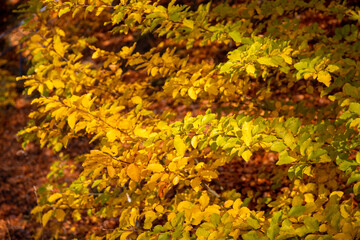 Autumn tree with yellow and green leaves