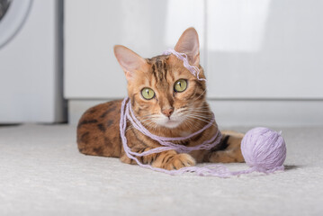 Red cat plays with a ball of thread on the carpet.