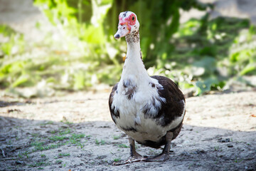 Muscovy black and white beautiful duck outdoors.