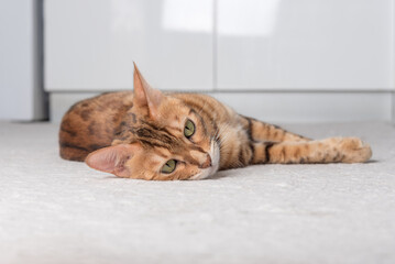 The domestic cat lies on the carpet in the room.