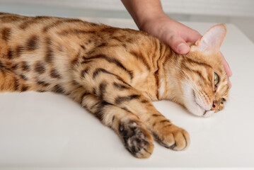 The owner affectionately strokes his Bengal cat.