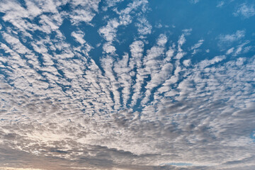 Amazing altocumulus clouds in form of ridges on blue sky. - obrazy, fototapety, plakaty
