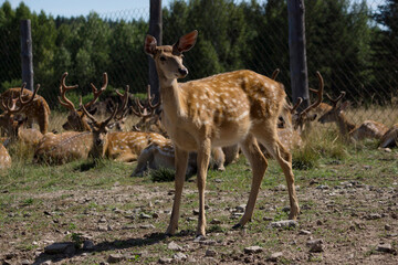 deer in the farm