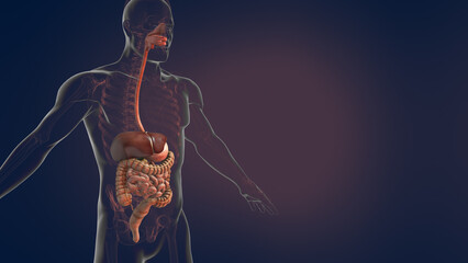 Anatomy of human digestive system 3D illustration - obrazy, fototapety, plakaty