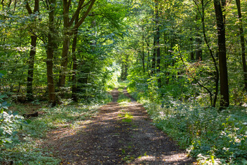 Obraz premium Dirt road through a forest in summer with green vegetation