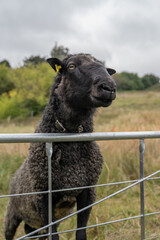 Naklejka premium Black sheep stepping on fence